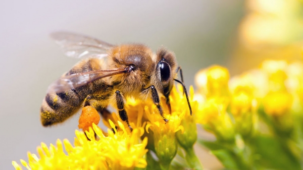 Гибель пчел не повлияет на стоимость меда в 2019 году, заявил эксперт