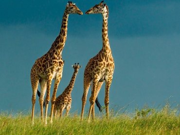 Деятельность человека может влиять на социальные связи жирафов