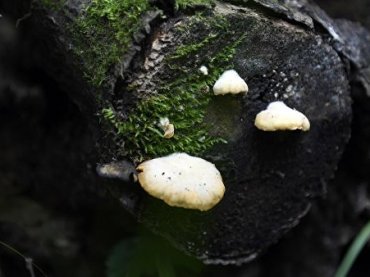 Сотрудники ТКНС УрО РАН обнаружили неизвестный ранее вид гриба